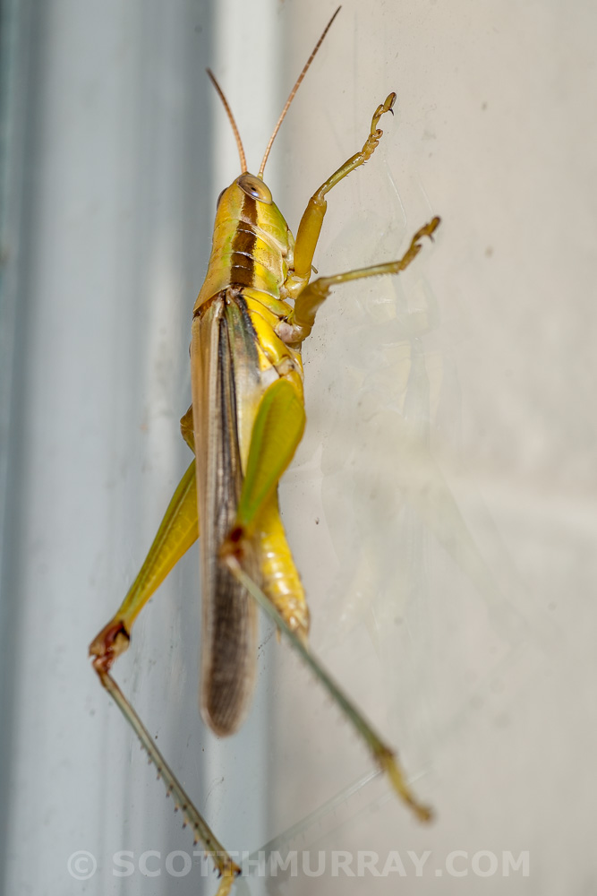 20150311-20150311-SHM_4927.jpg