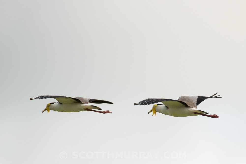 20150312-20150312-SHM_5097.jpg