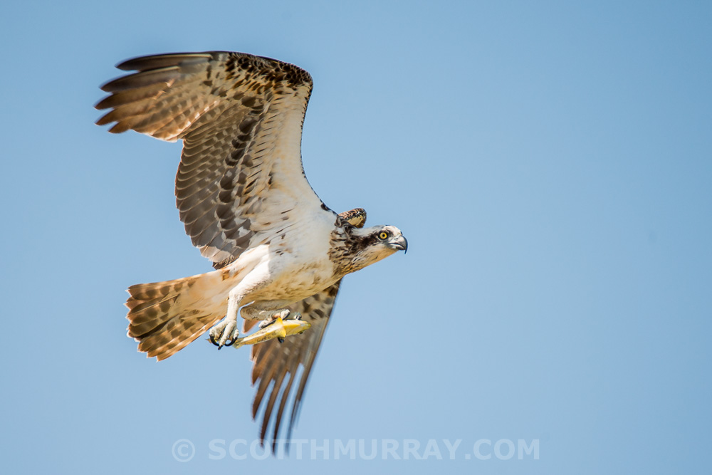 20150312-20150312-SHM_5188.jpg