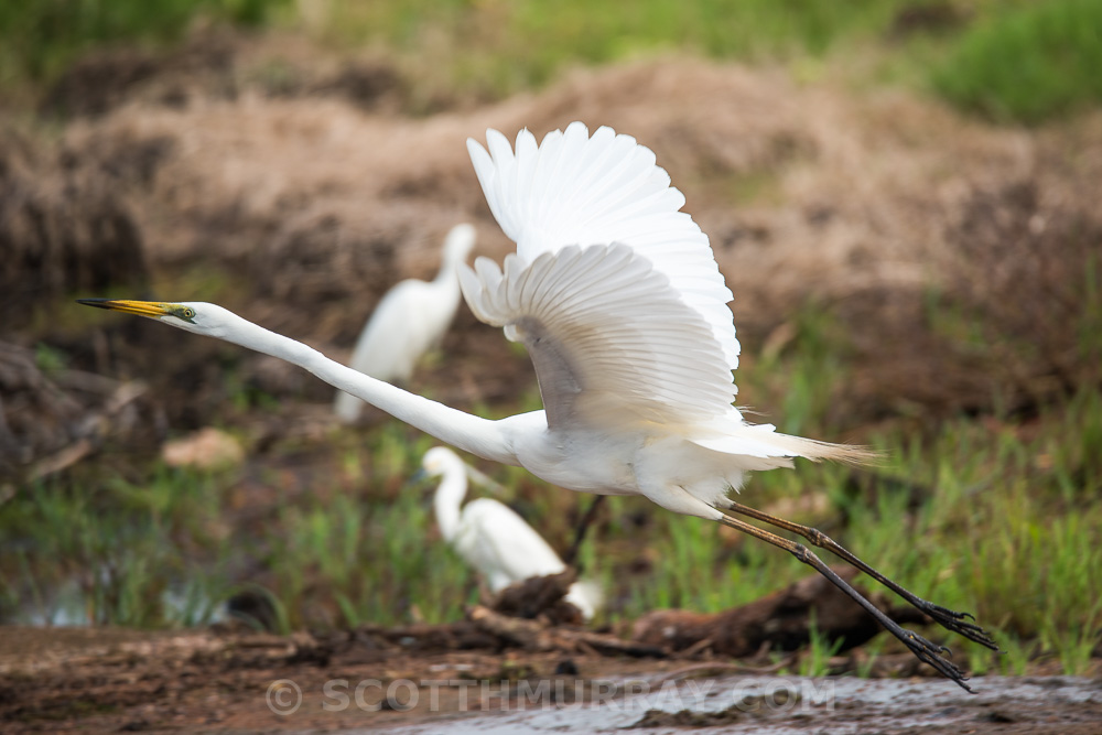 20150314-20150314-SHM_5290.jpg