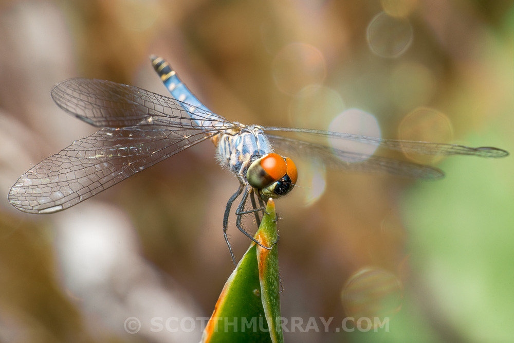 20150330-20150330-SHM_6187-Edit.jpg