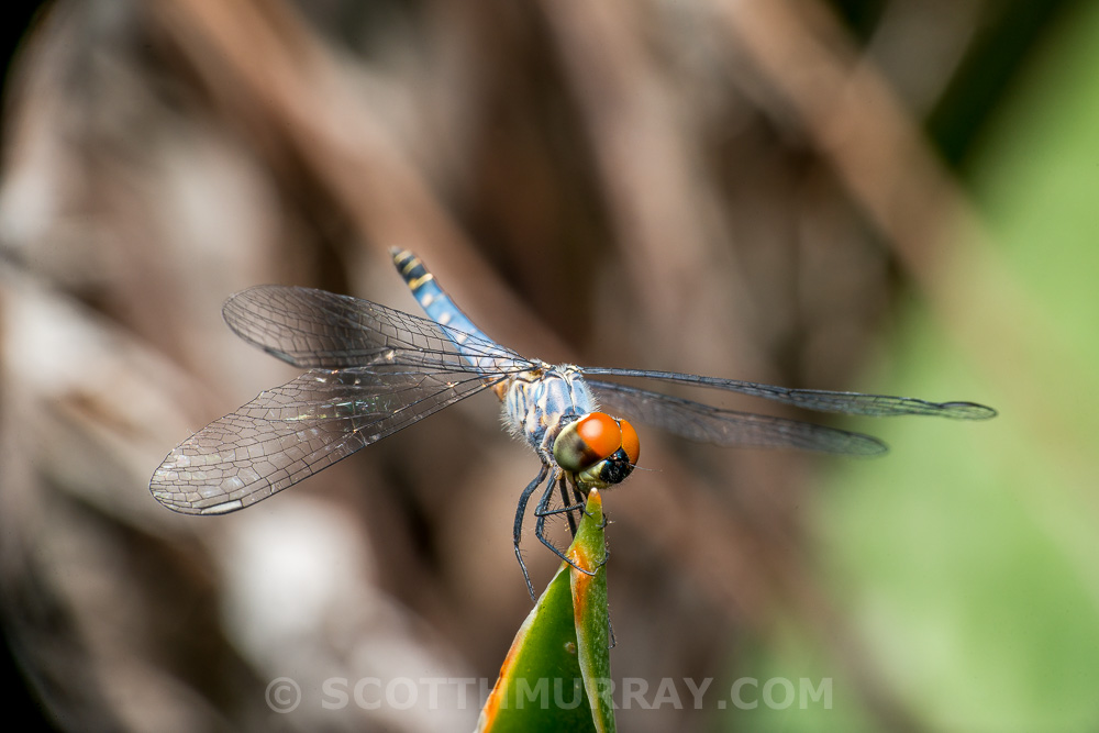 20150330-20150330-SHM_6187.jpg