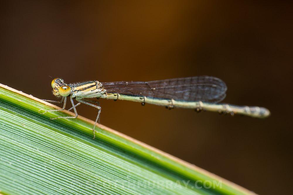 20150407-20150407-SHM_6742.jpg