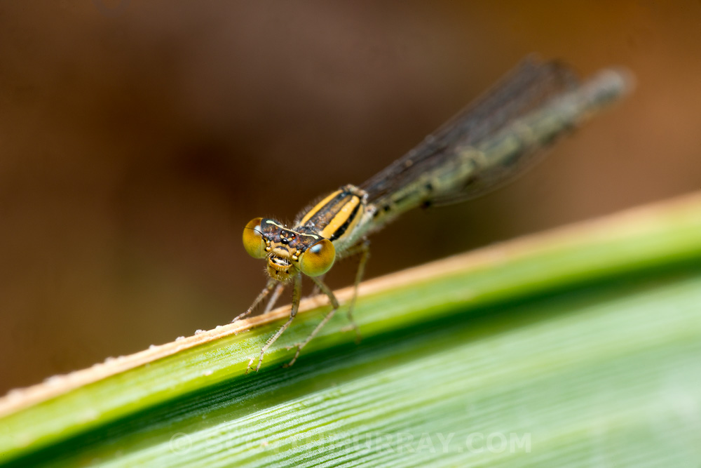 20150407-20150407-SHM_6753.jpg