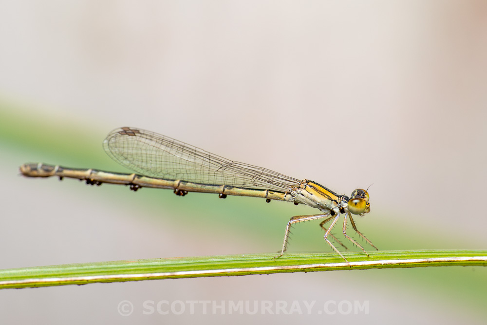 20150407-20150407-SHM_6756.jpg