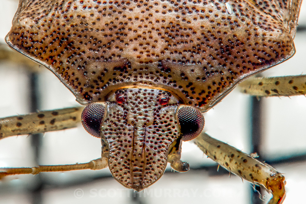 20150409-20150409-SHM_7430-Edit.jpg