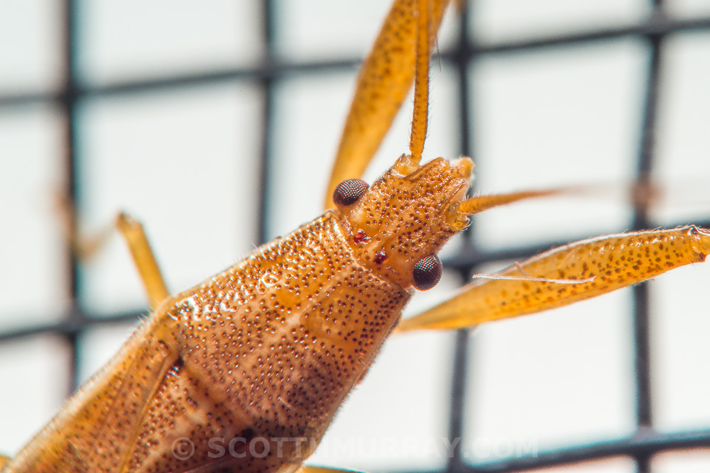 20150409-20150409-SHM_7477.jpg