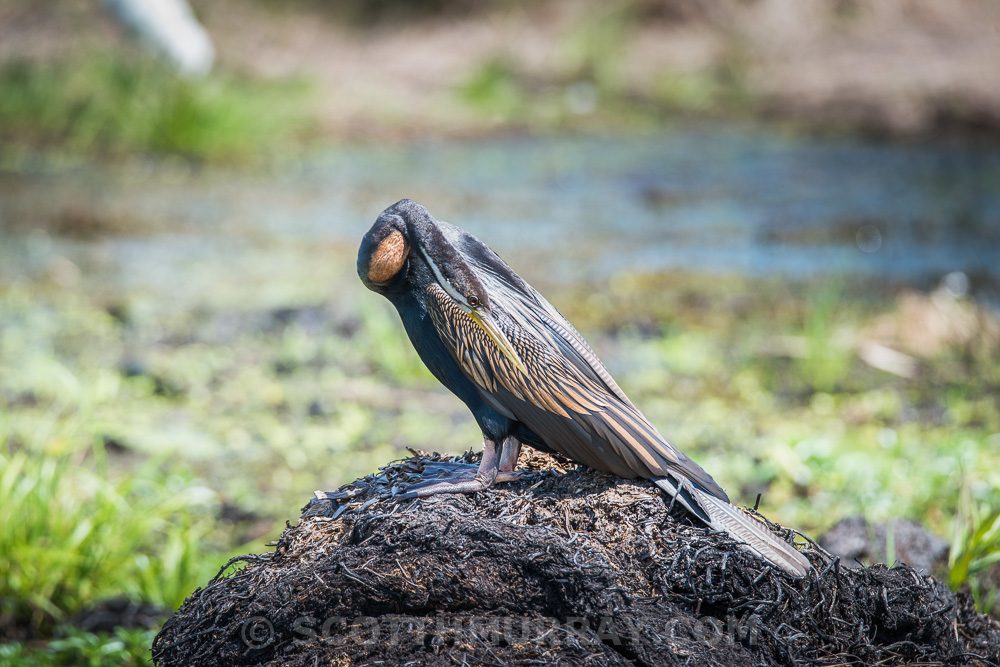 20150421-20150421-SHM_7958.jpg