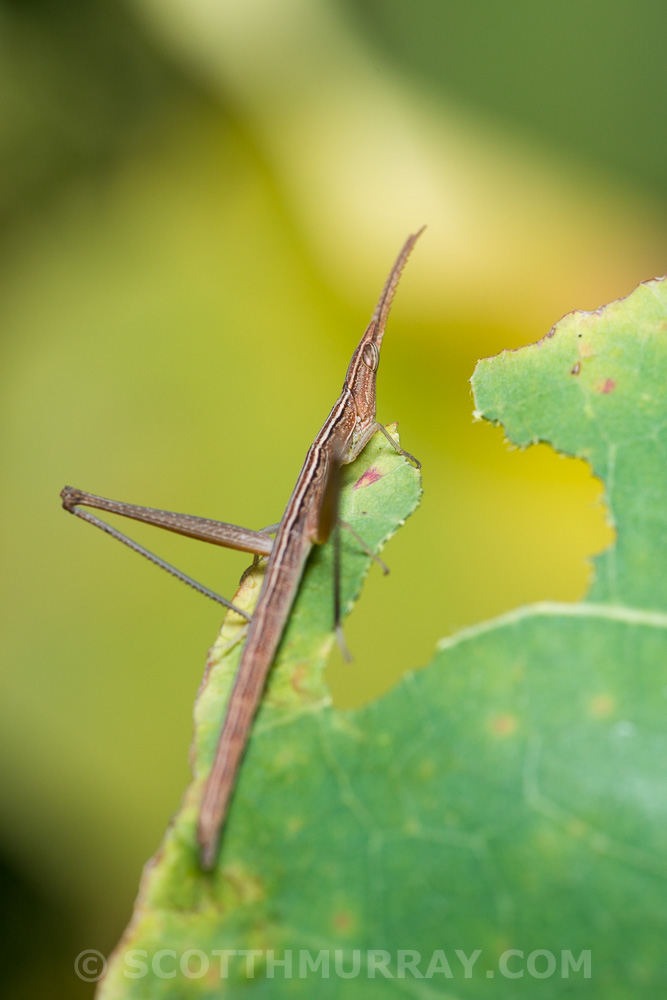 20150425-20150425-SHM_8623.jpg