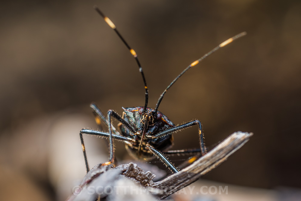 20150425-20150425-SHM_8640.jpg