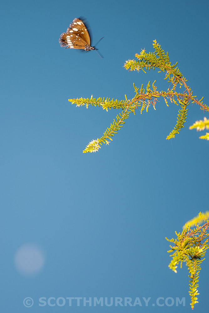 20150425-20150425-SHM_8710.jpg