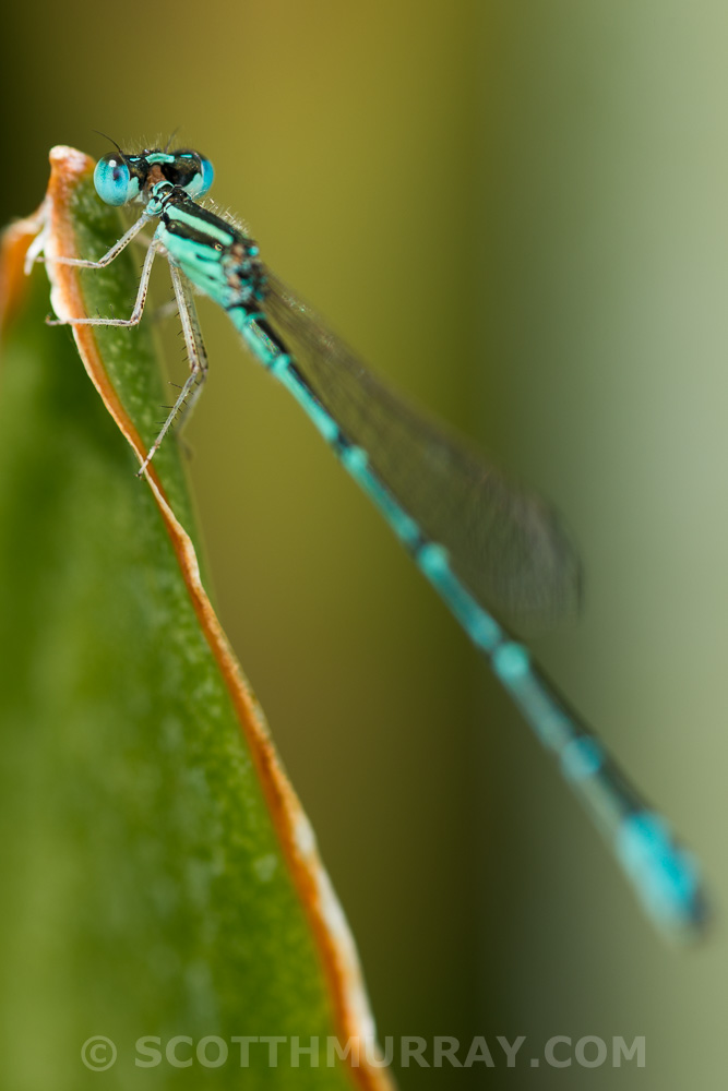 20150427-20150427-SHM_8754.jpg