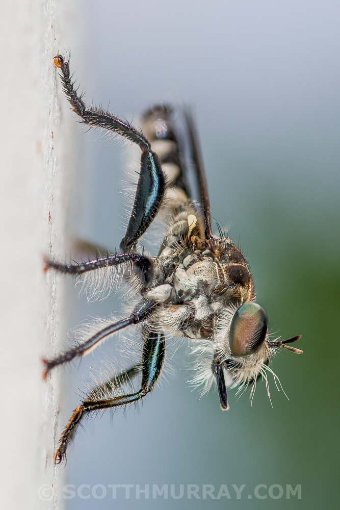20150427-20150427-SHM_8806-Edit.jpg