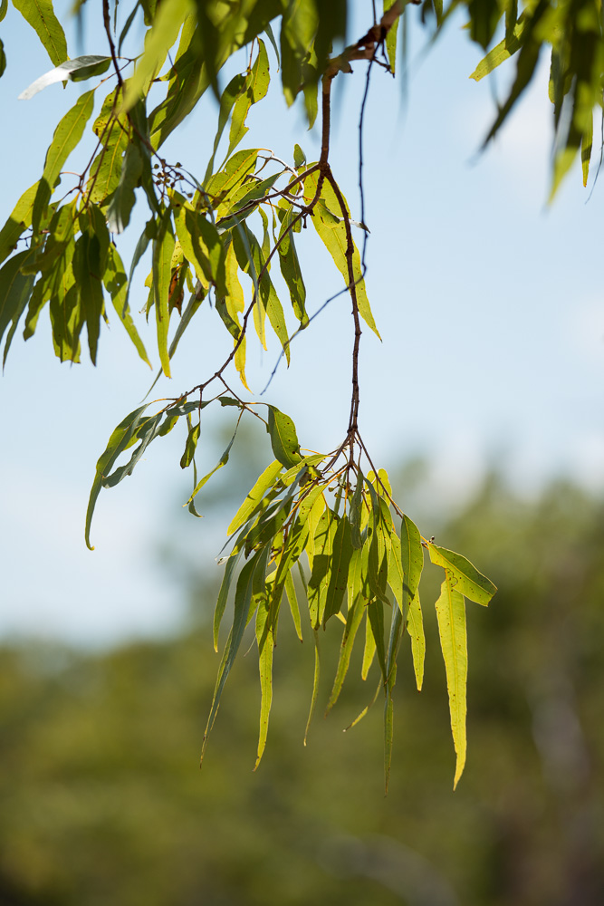 20150506-20150506-SHM_9162.jpg