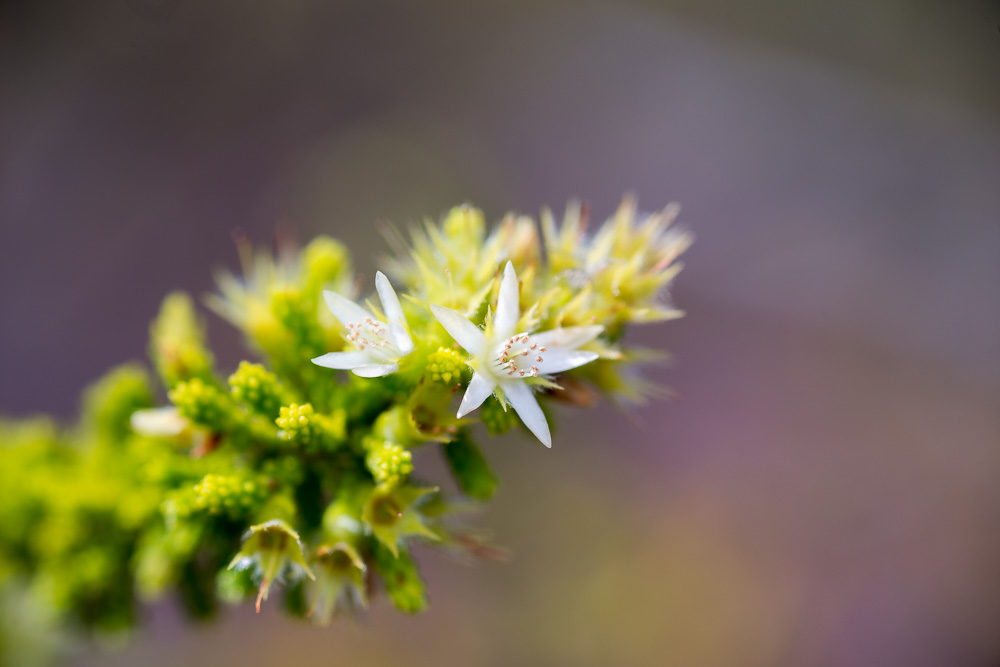 20150506-20150506-SHM_9167.jpg