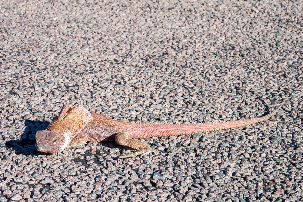 20150507-20150507-DSC_0559.jpg