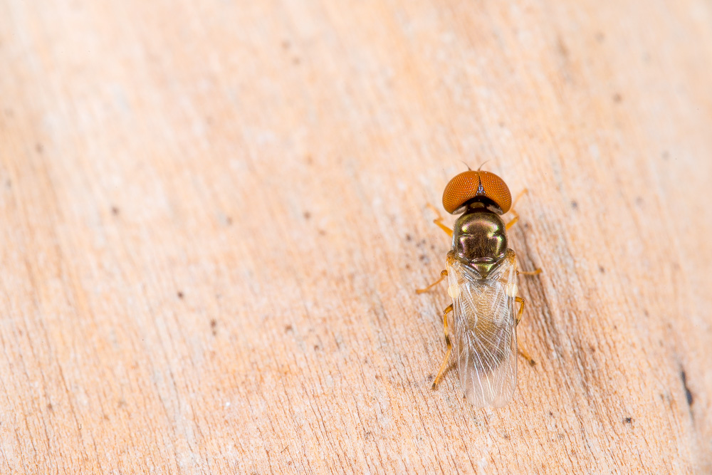 20150717-20150717-SHM_1191.jpg