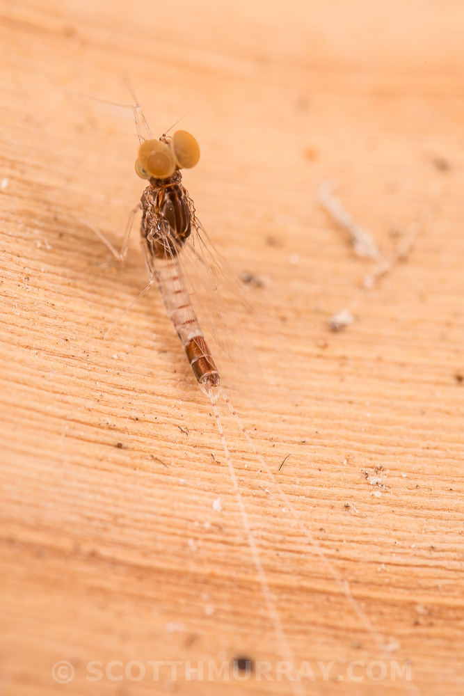 20150723-20150723-SHM_1585.jpg