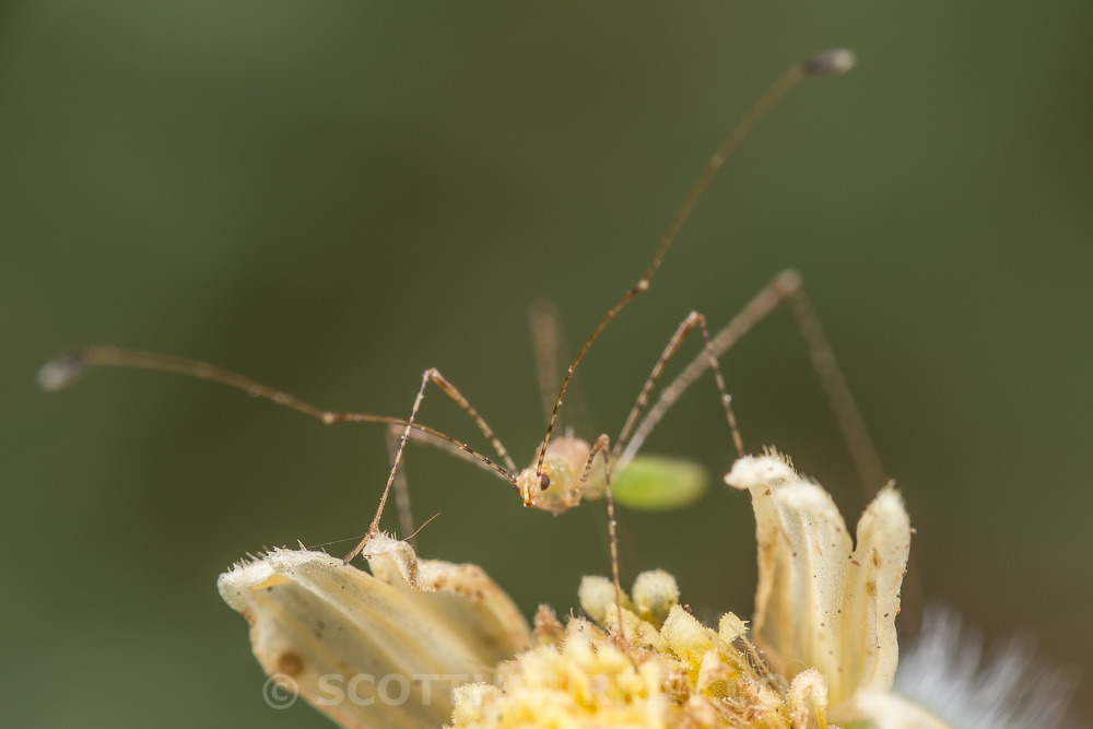 20150723-20150723-SHM_1604.jpg