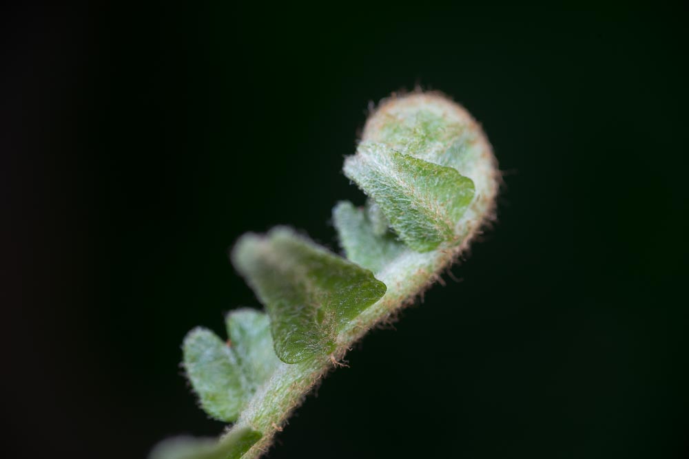 20150829-20150829-SHM_2912.jpg