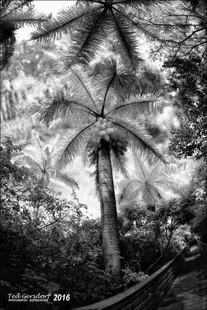 2016 Wako IR BW.jpg