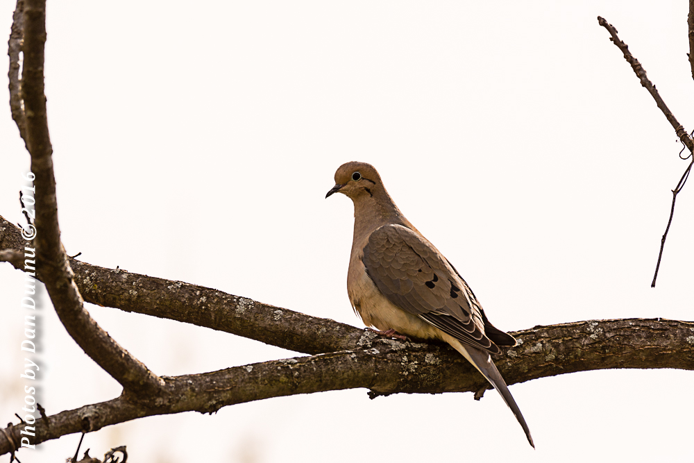 20160330-4267.jpg