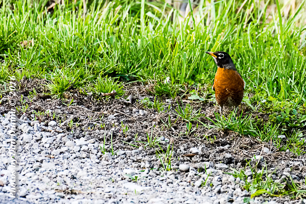20160401-4320-Edit.jpg