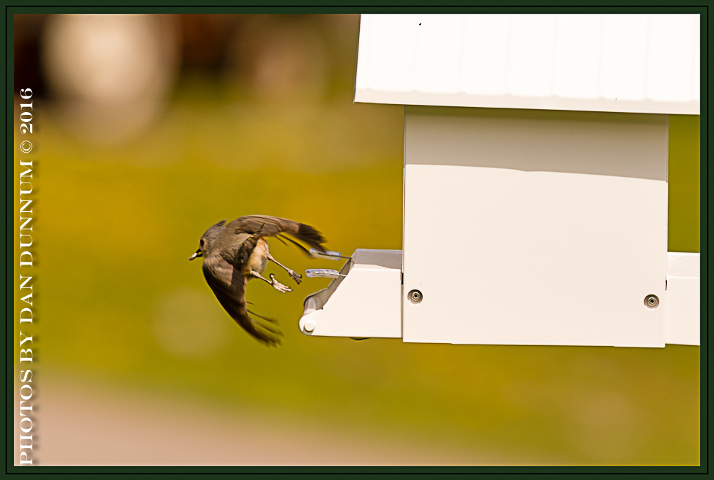 20160404 Birds-10-Edit.jpg