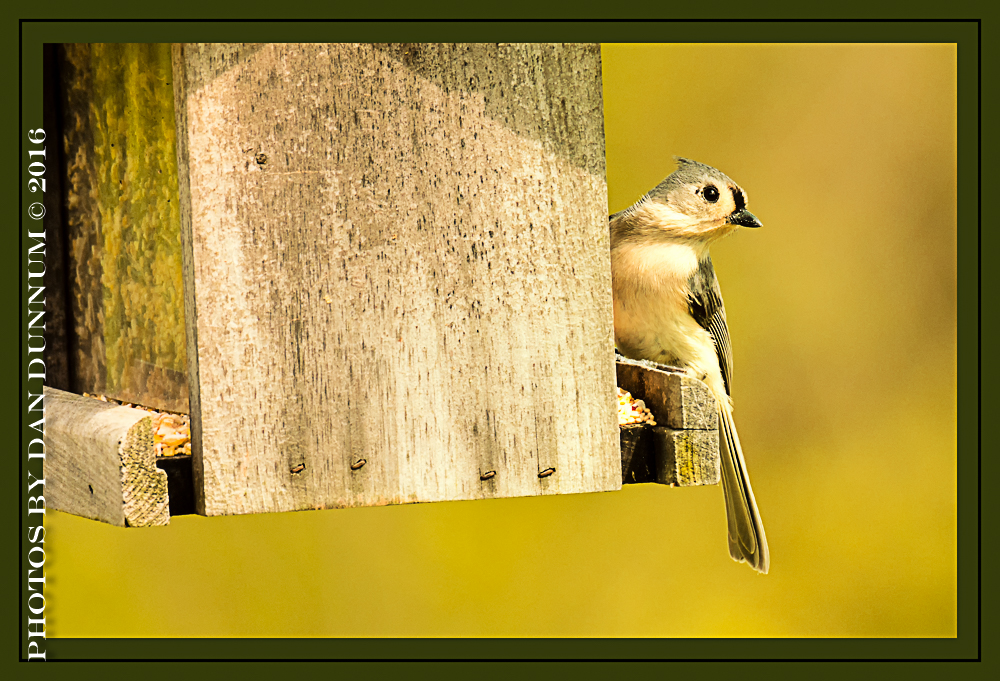 20160404 Birds-3-Edit.jpg