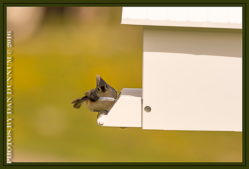 20160404 Birds-7-Edit.jpg