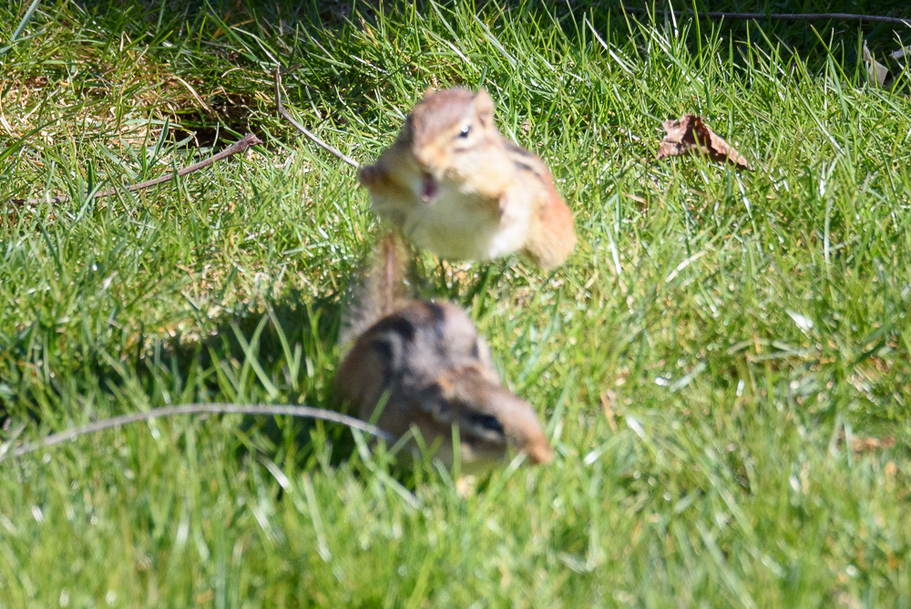 20160415-E75_8650.jpg