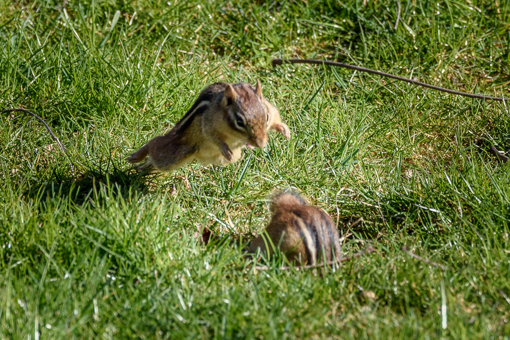 20160415-E75_8780.jpg