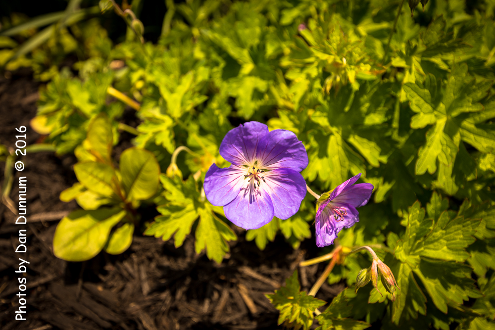 20160515-7372.jpg