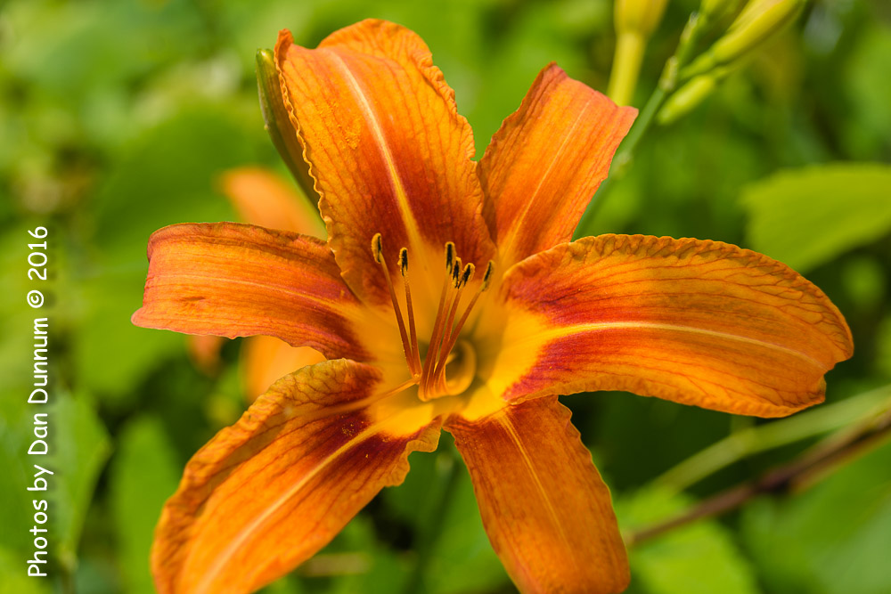 20160607-8456.jpg