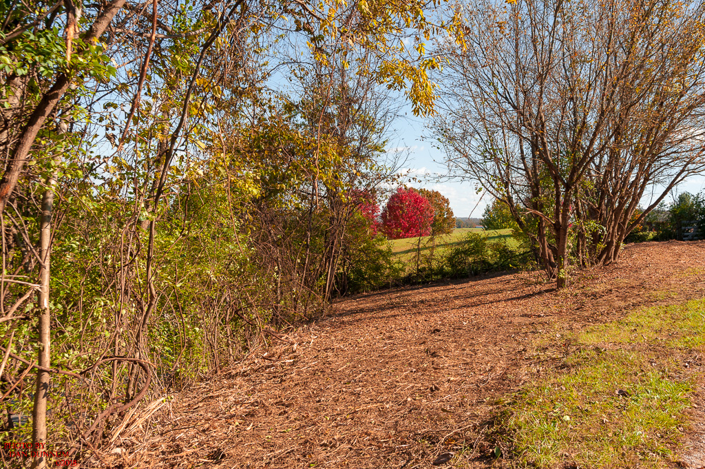 2018 1029 Yard Clean up-5517.jpg