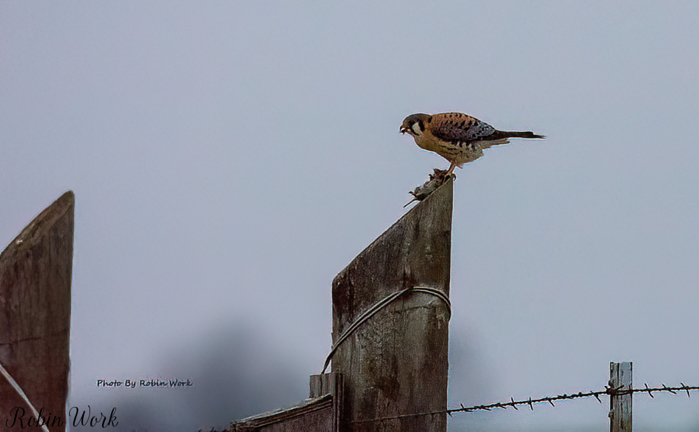 20180107American Kestrel-RLW_2379 signature-Edit-2.jpg