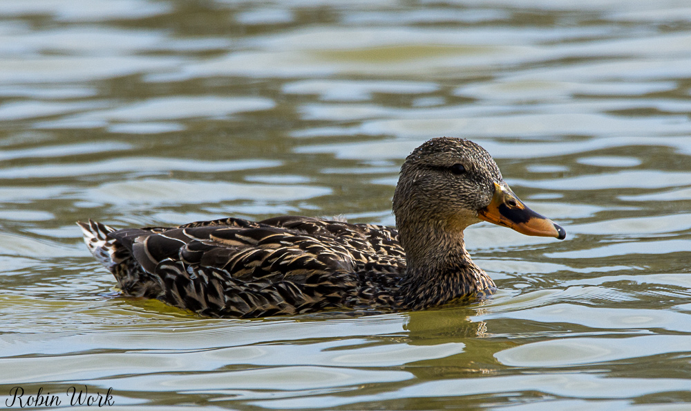 20180324Mexican Duck-RLW_5817.jpg