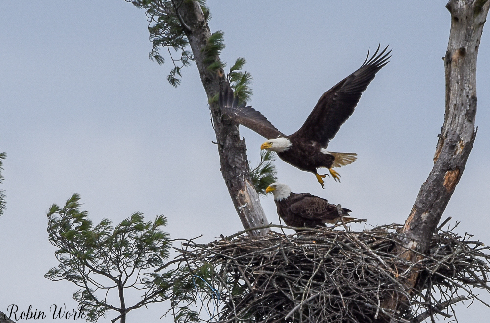 20180404Bald Eagle-RLW_6164.jpg