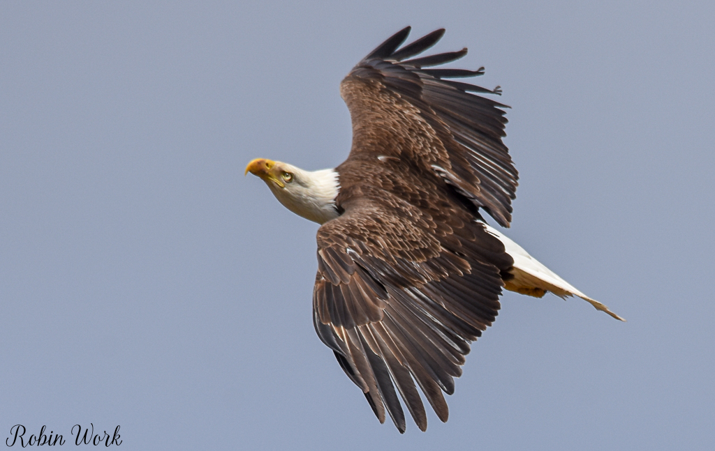 20180404Bald Eagle-RLW_6187.jpg