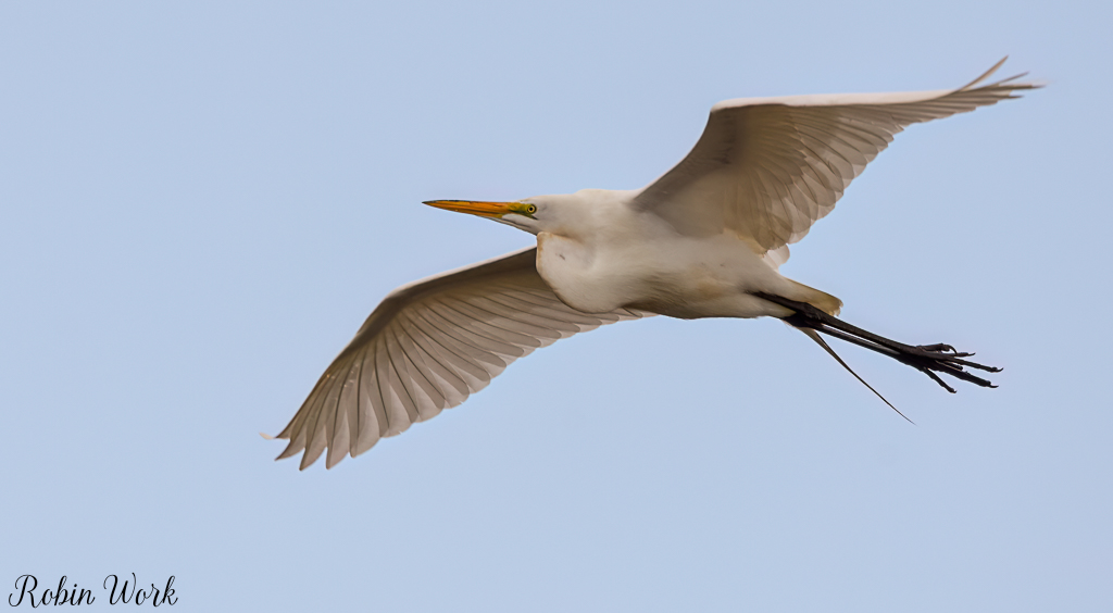 20180404White Egret-RLW_6129-Edit.jpg
