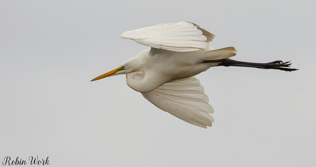20180404White Egret-RLW_6135-Edit.jpg