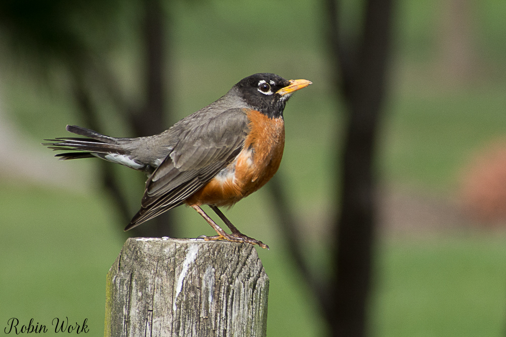 20180409Robin-RLW_6425.jpg