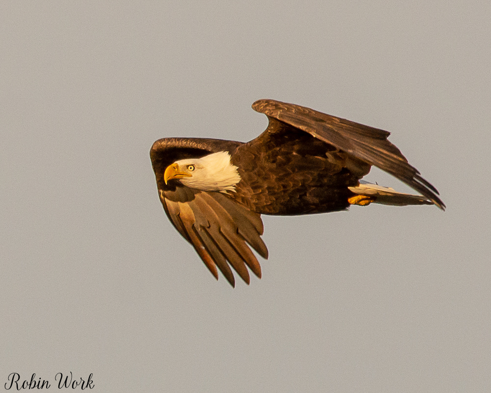 20181230Bald Eagle-RLW_6508.jpg
