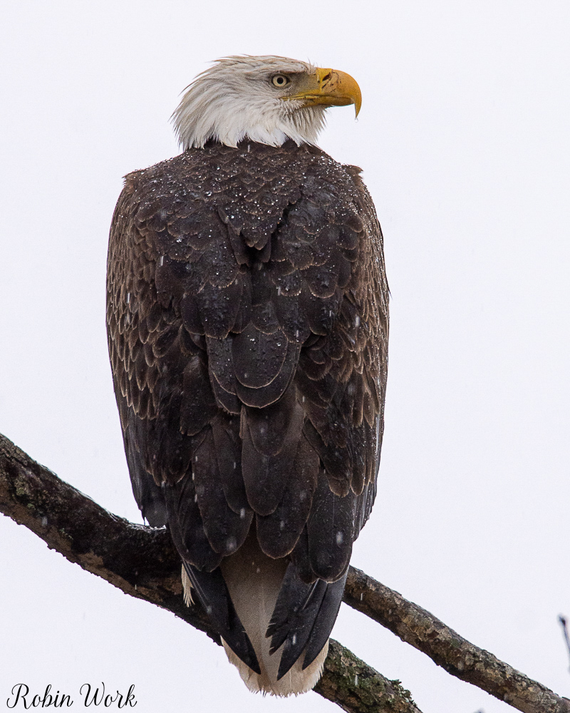 20190210Bald Eagle-RLW_7707.jpg