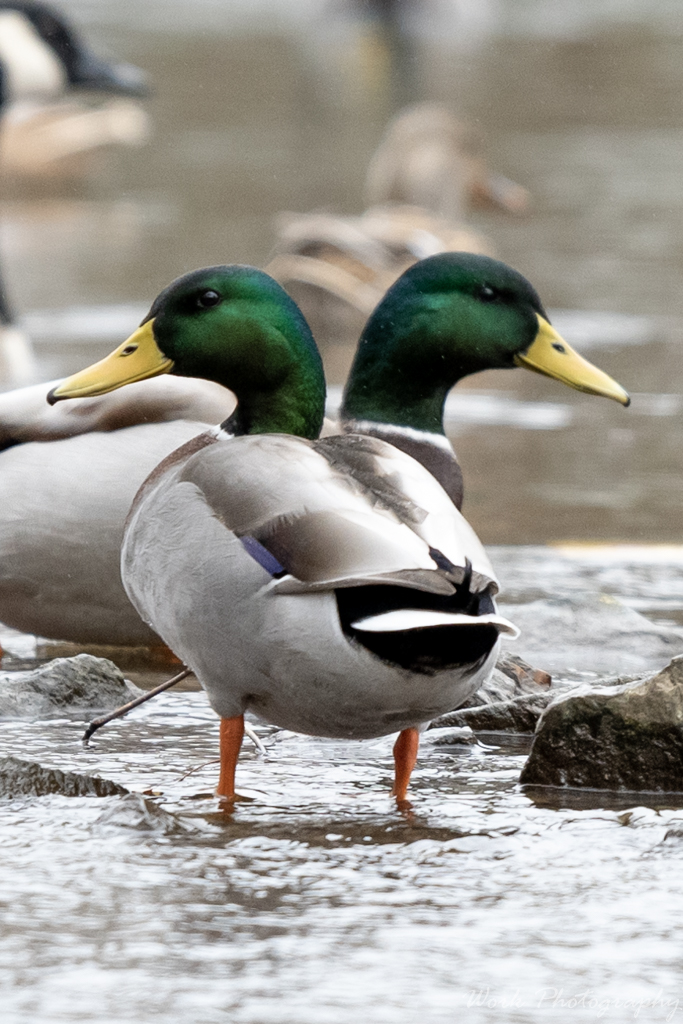 20191228-RD5_1440.jpg