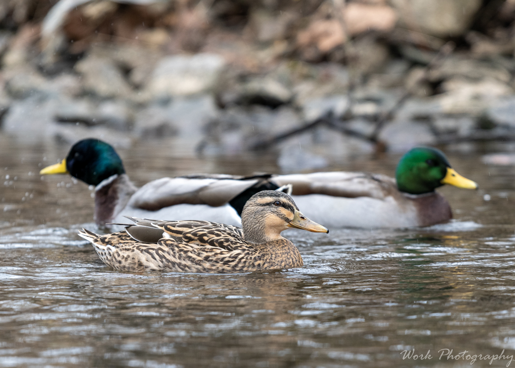 20191228-RD5_1543.jpg