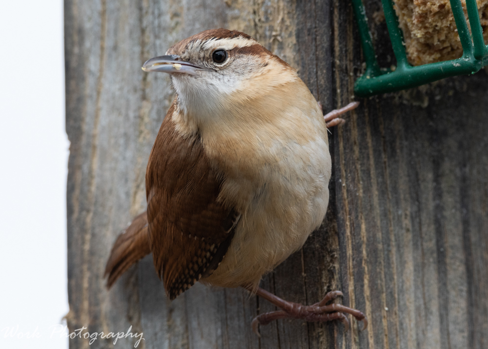 Jenny Wren or House Wren - the little bird with a great big voice.