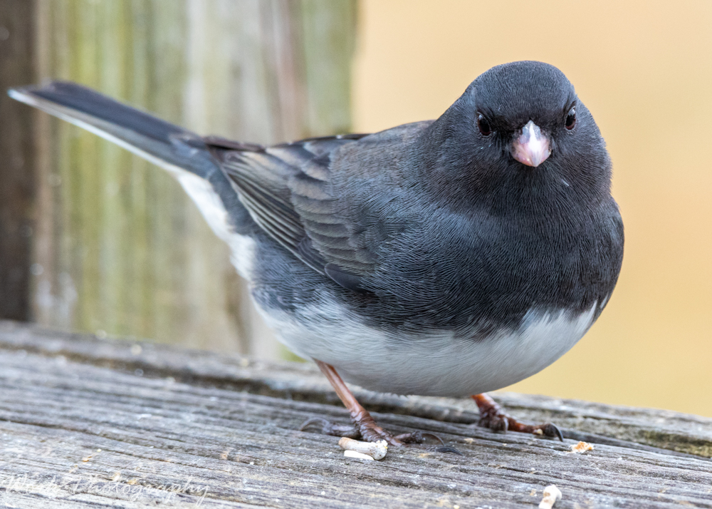 Junco