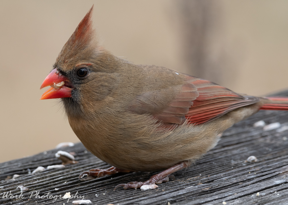 Female Cardinal