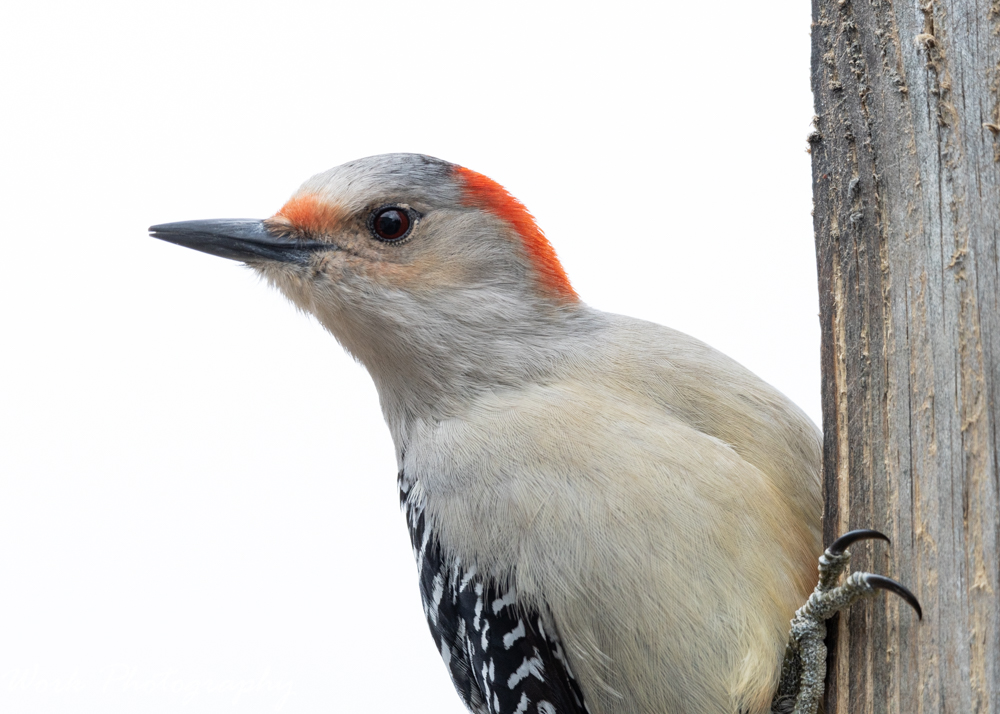 Female Red Bellied Woodpecker